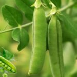 Bihar Pea Farming Subsidy SCheme