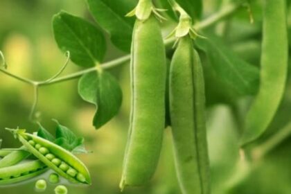 Bihar Pea Farming Subsidy SCheme