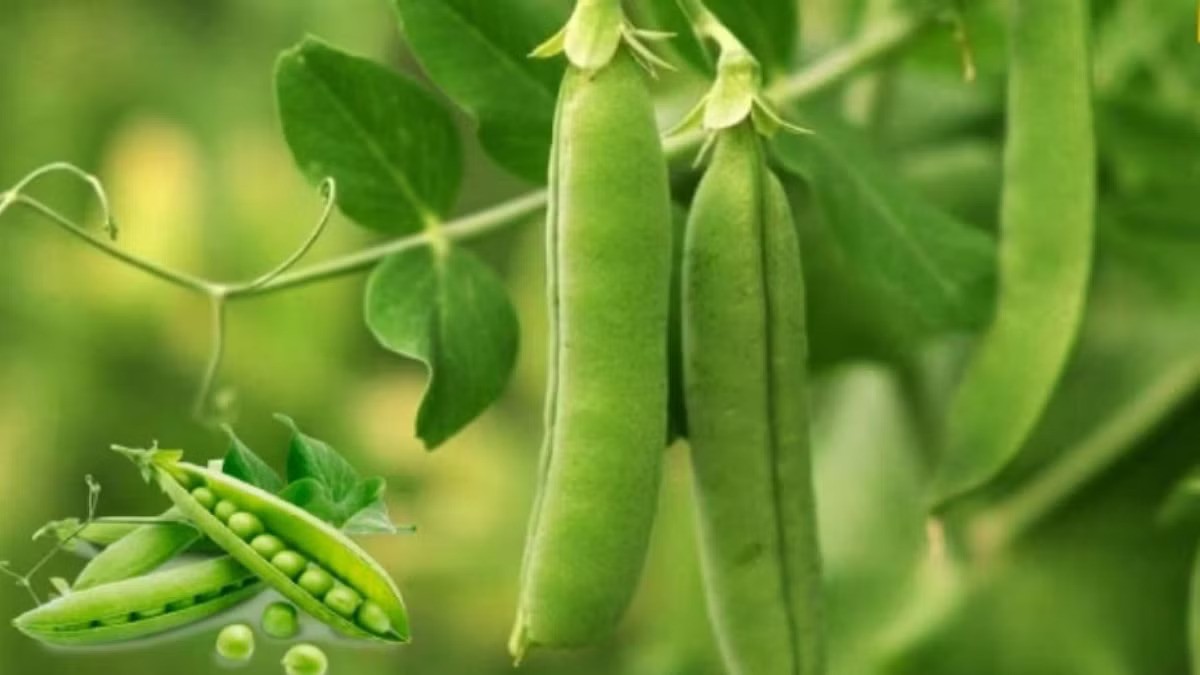 Bihar Pea Farming Subsidy SCheme